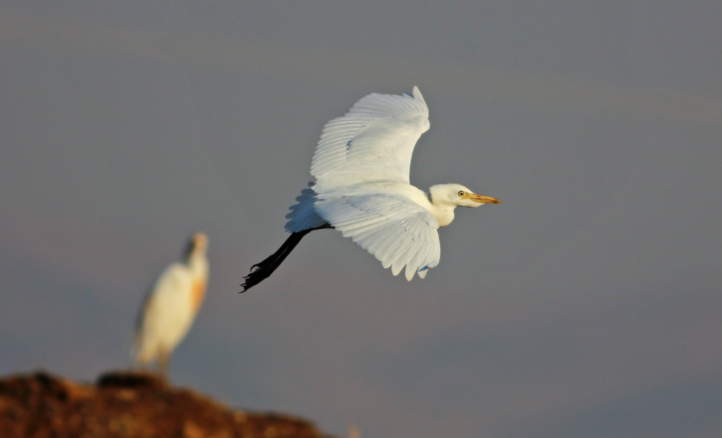 Cattle Egret